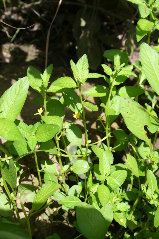 Ludwigia erecta image