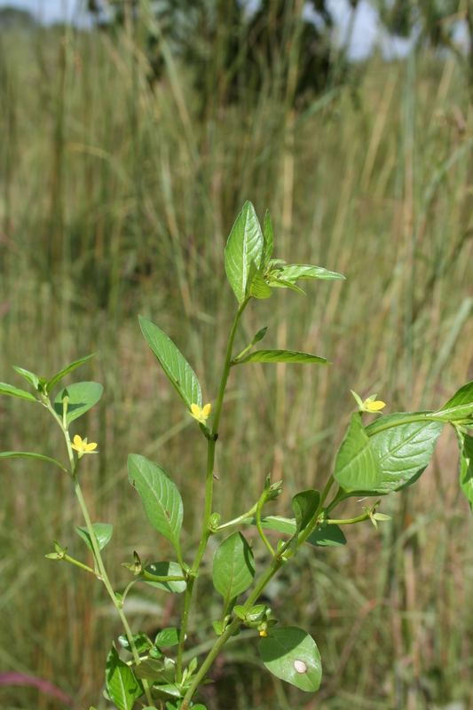 Ludwigia erecta image