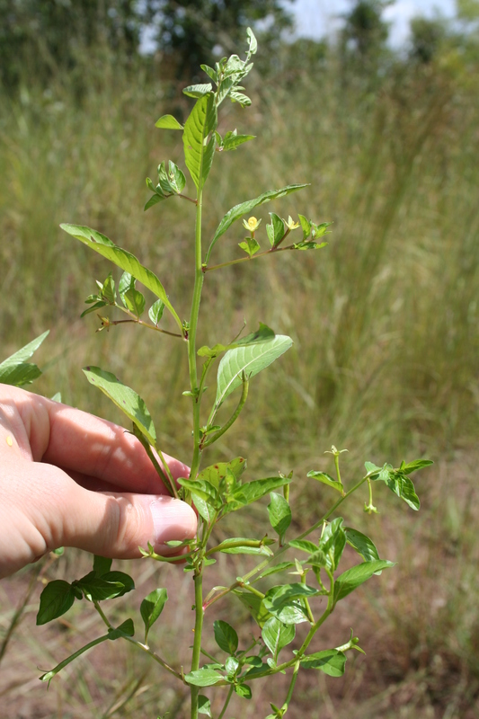 Ludwigia erecta image