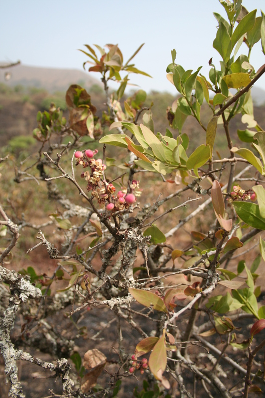 Gymnosporia senegalensis image