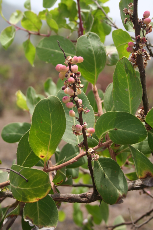 Gymnosporia senegalensis image