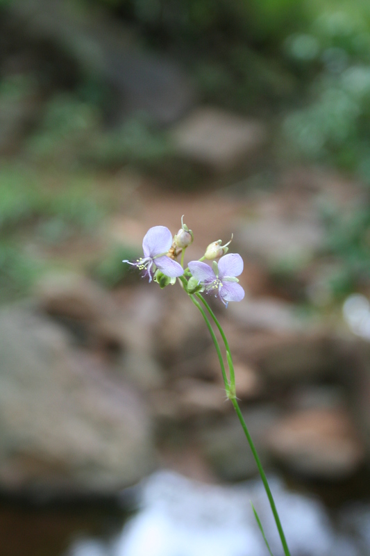 Murdannia simplex image