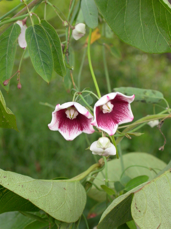 Oxystelma bornouense image