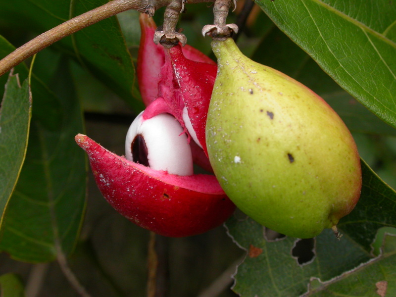 Paullinia pinnata image