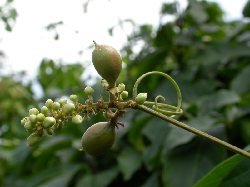 Paullinia pinnata image