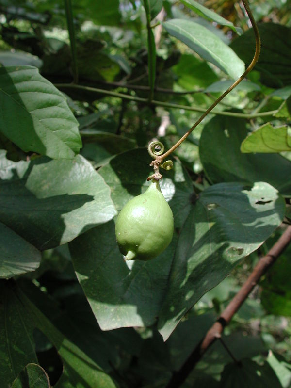 Paullinia pinnata image