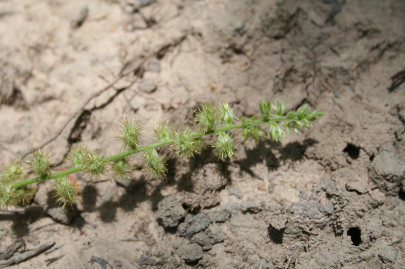 Pupalia lappacea var. velutina image