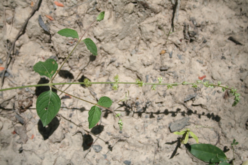 Pupalia lappacea var. velutina image