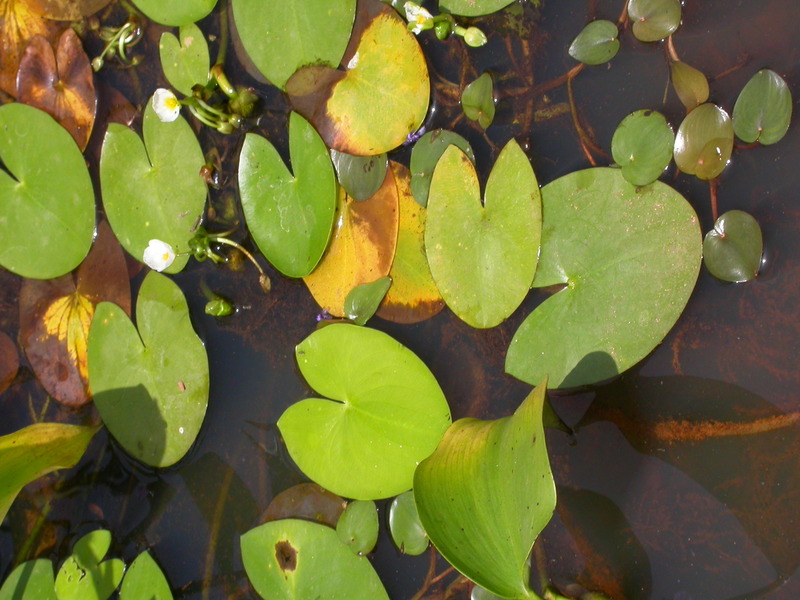 http://www.westafricanplants.senckenberg.de/images/pictures/Sagittaria_guayanensis_Schmidt1221_MS4229_1378_997a38.JPG