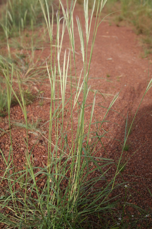 Schoenefeldia gracilis image