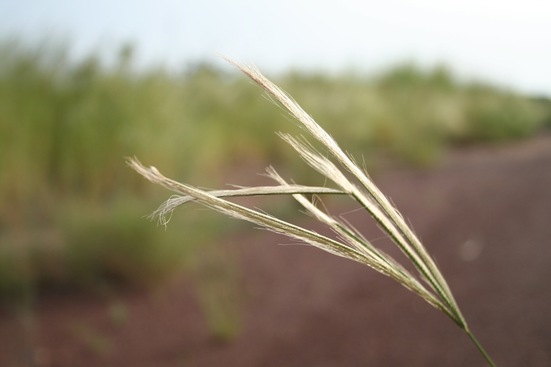 Schoenefeldia gracilis image