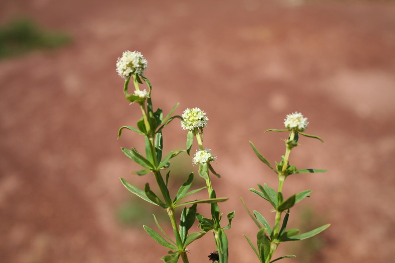 Spermacoce verticillata image