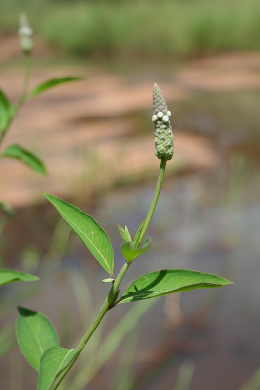 Sphenocleaceae image