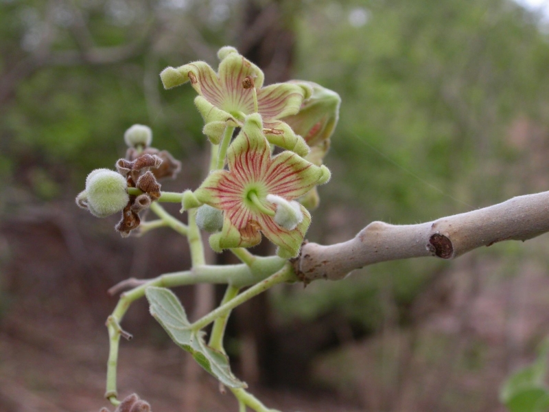 West African Plants A Photo Guide Sterculia Setigera Delile