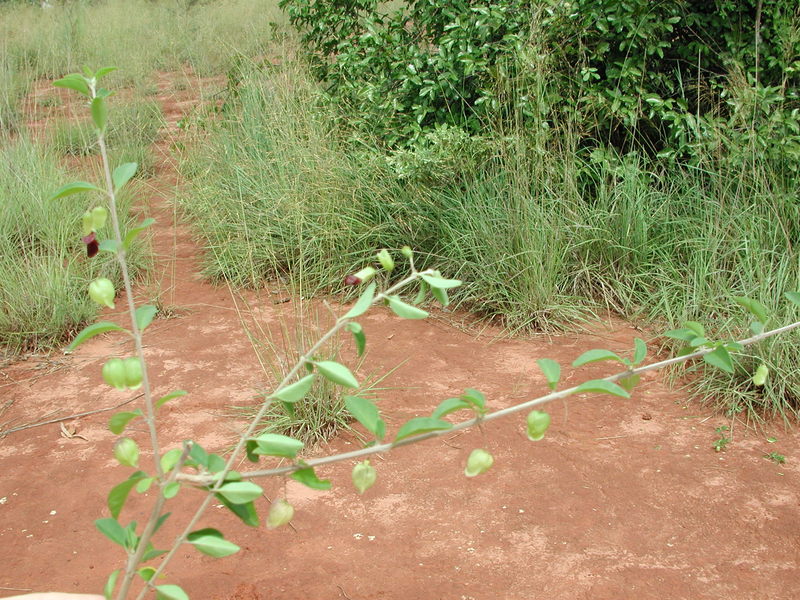 Tinnea aethiopica image