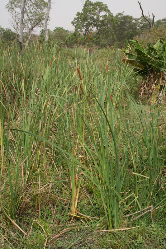 Typha domingensis image