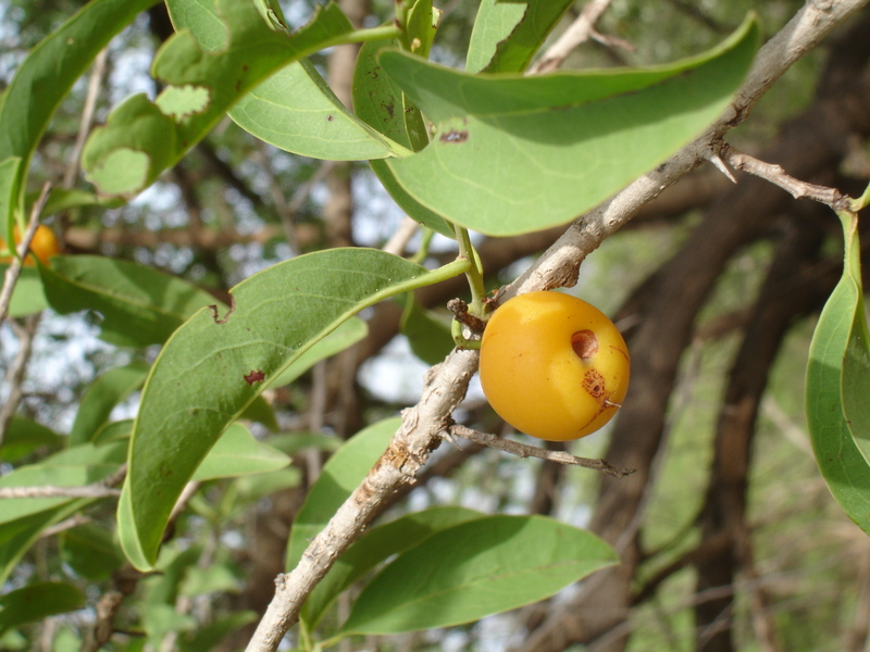 West African Plants A Photo Guide Ximenia Americana L