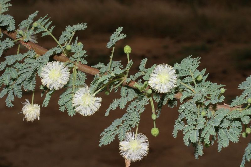 Acacia raddiana hotsell