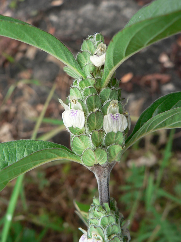 Justicia debilis image