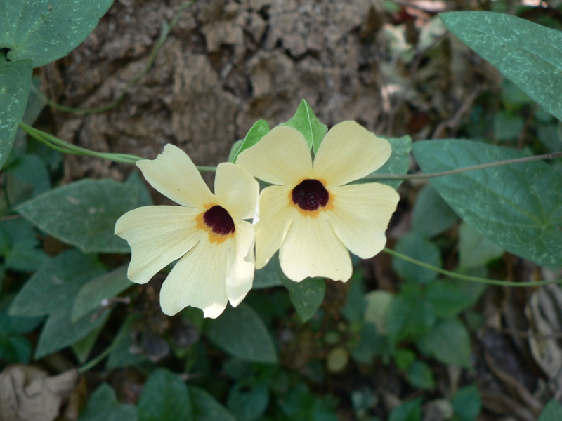 Thunbergia alata image