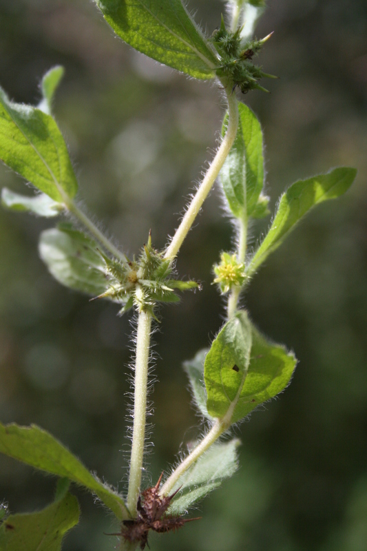 Acanthospermum hispidum image