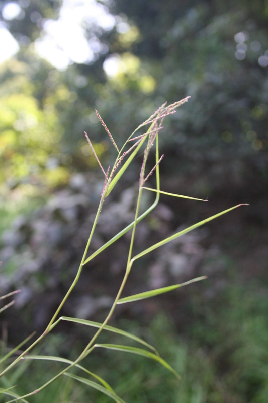 Acroceras zizanioides image