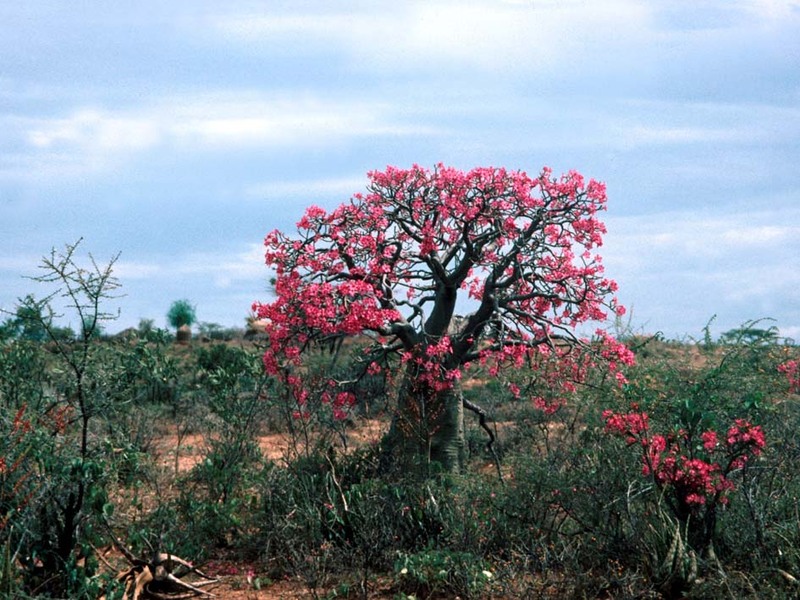 Adenium : planter et cultiver – Ooreka