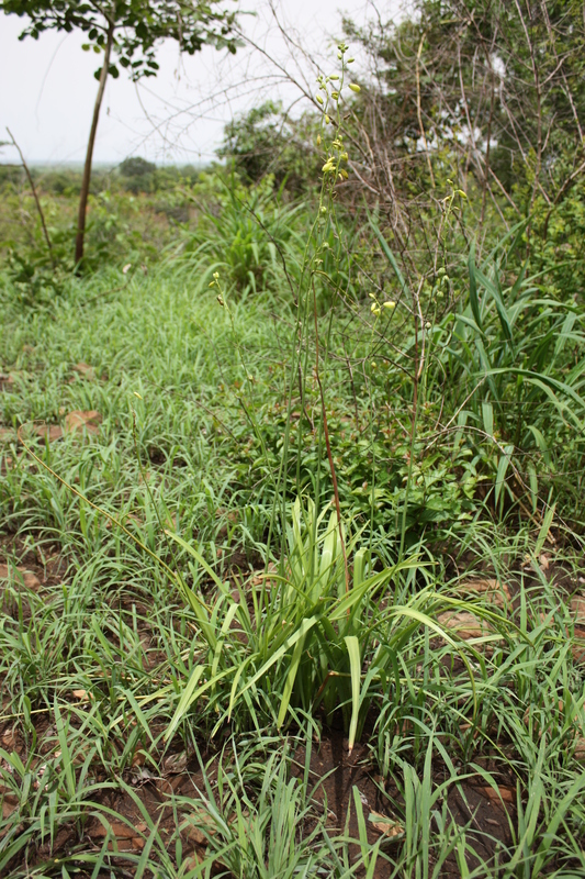 Albuca abyssinica image