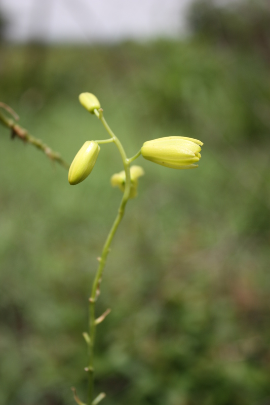 Albuca abyssinica image