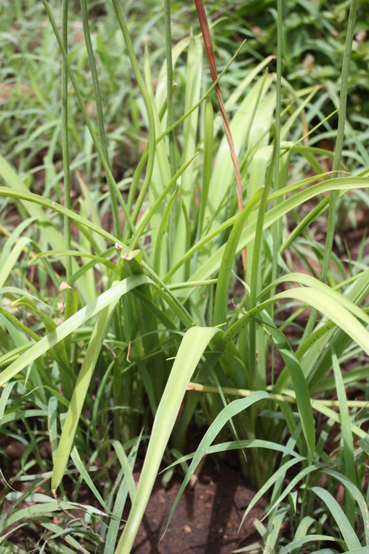 Albuca abyssinica image