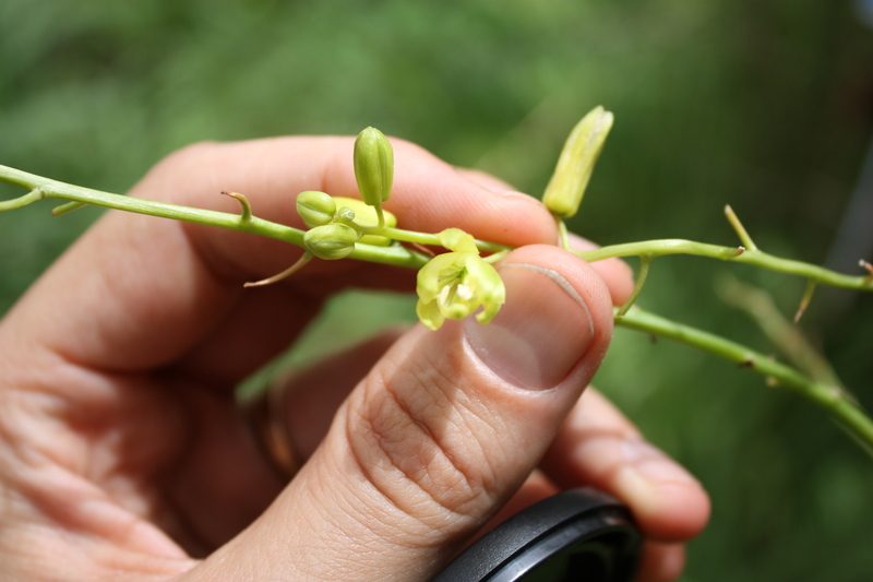 Albuca abyssinica image