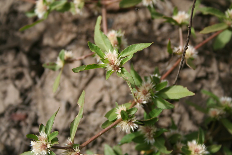 Alternanthera sessilis image