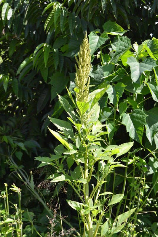 west african plants a photo guide amaranthus hybridus l