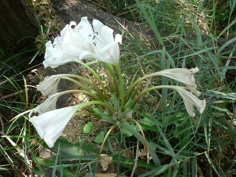 Crinum macowanii image