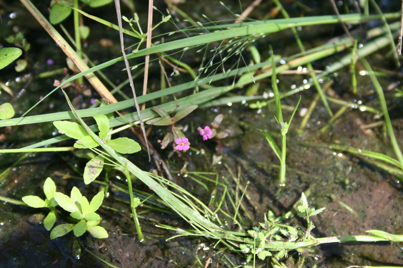 Ammannia auriculata image