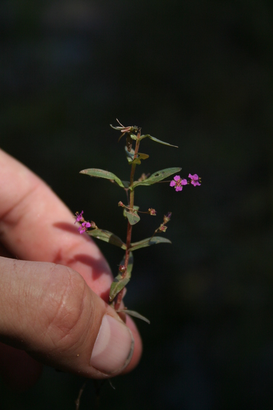 Ammannia senegalensis image