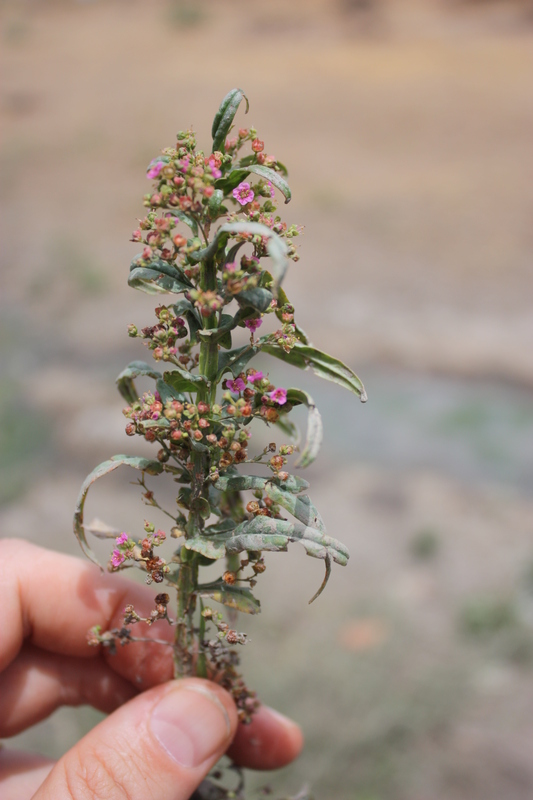 Ammannia auriculata image