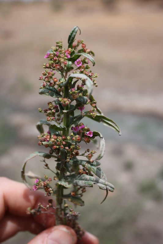 Ammannia auriculata image