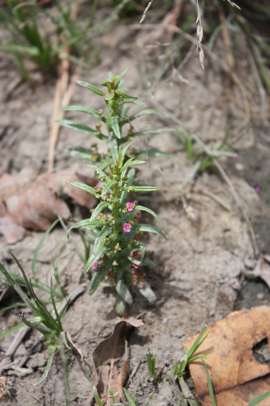 Ammannia auriculata image