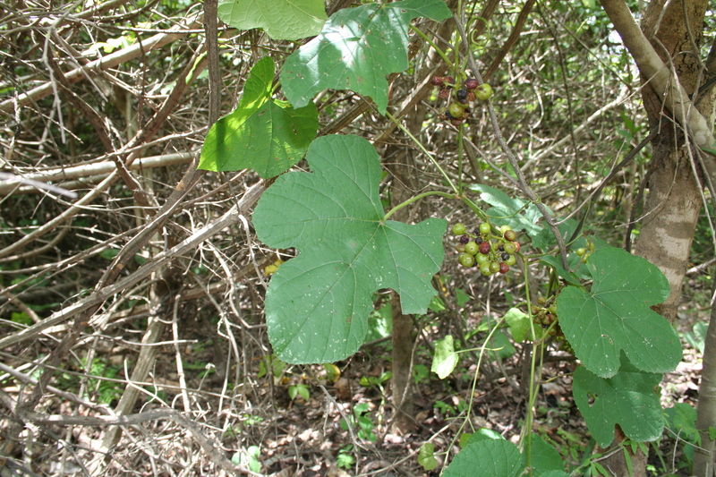 Ampelocissus africana image