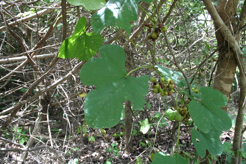 Ampelocissus africana image