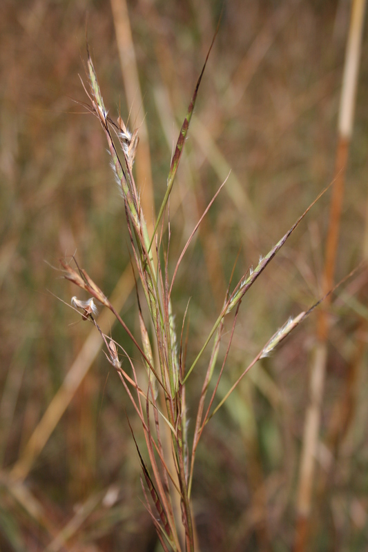 Andropogon fastigiatus image