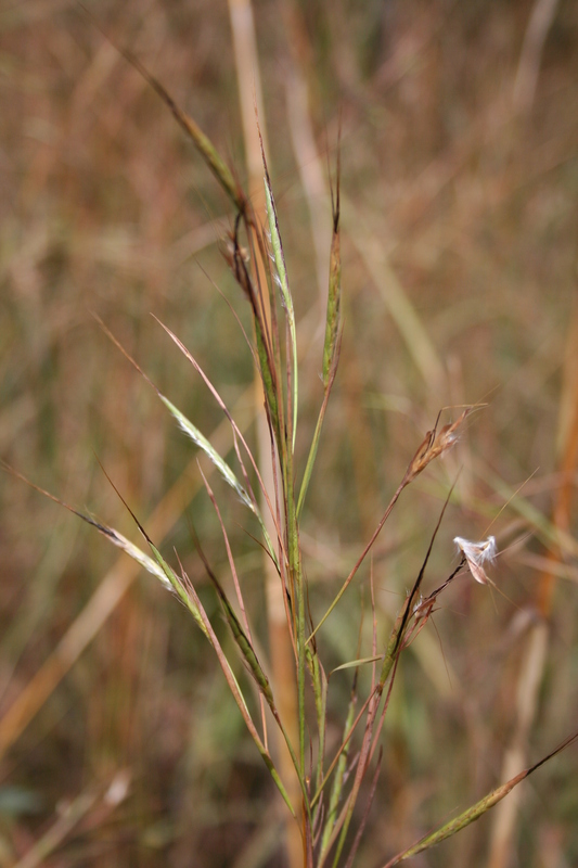 Andropogon fastigiatus image