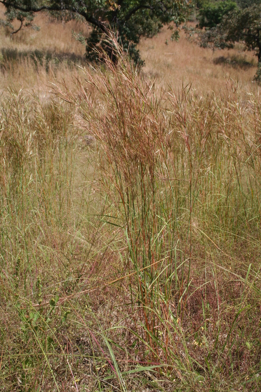 Andropogon pseudapricus image