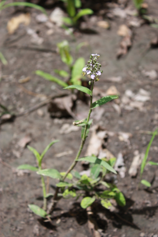 Aneilema lanceolatum image