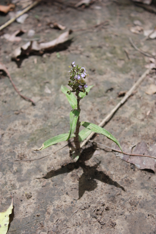 Aneilema lanceolatum image