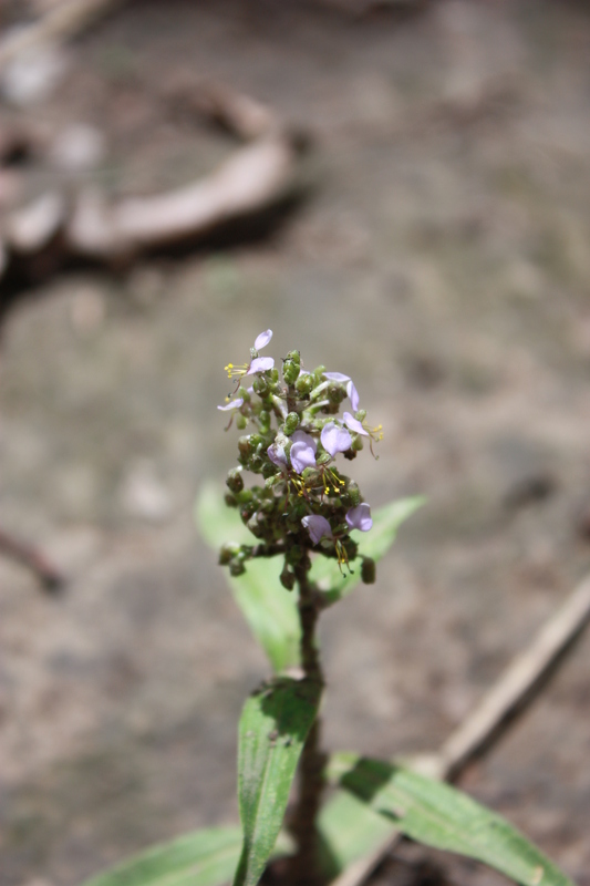 Aneilema lanceolatum image