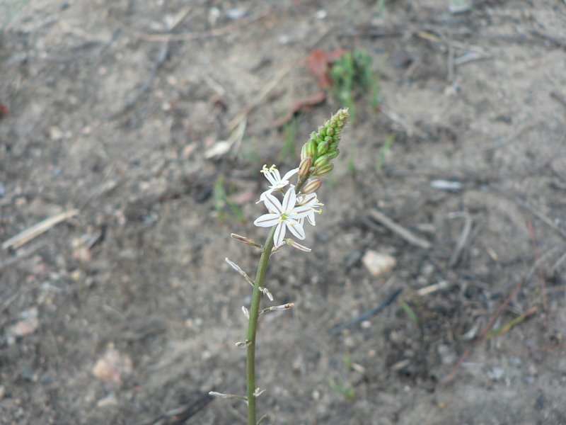 Trachyandra saltii image