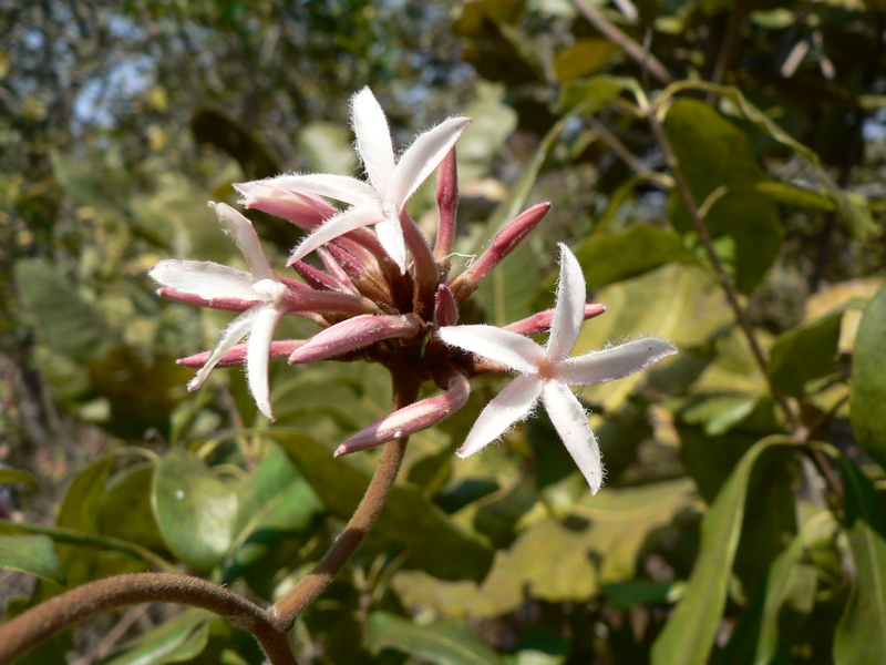 Ancylobotrys amoena image