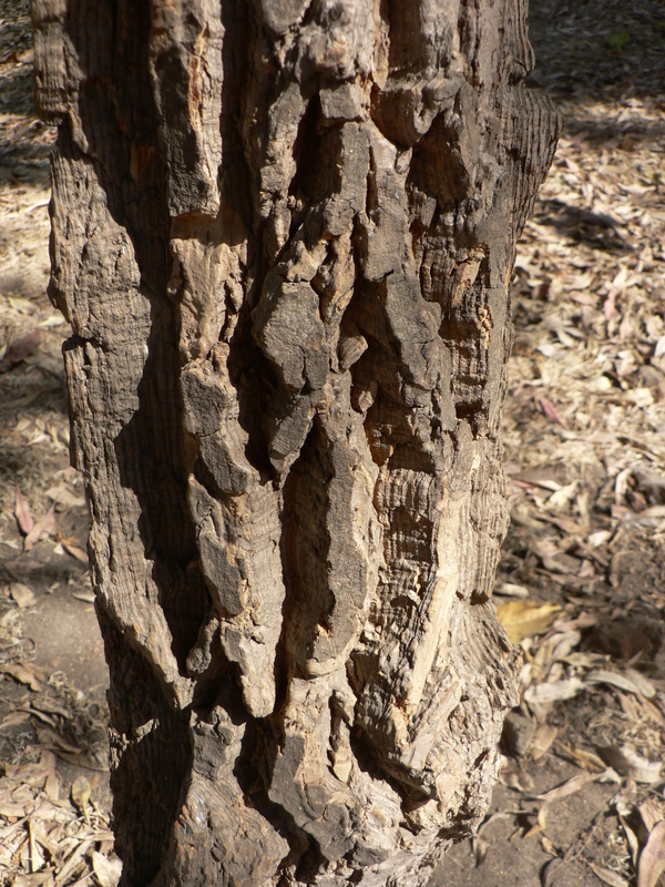 Holarrhena pubescens image